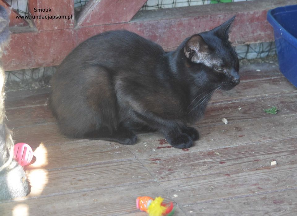 Smolik- szuka spokojnego domku