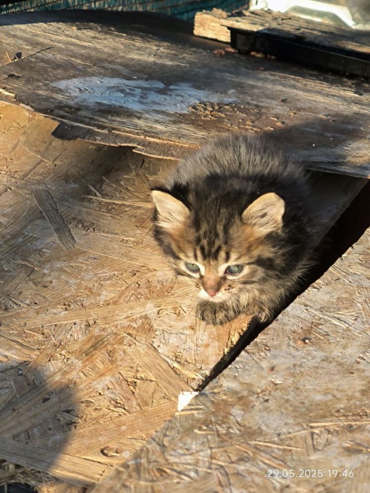 СРОЧНО! Котятам нужен дом! Остались без мамы.