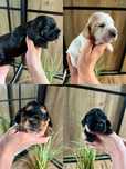 Cocker spaniel angielski piesek
