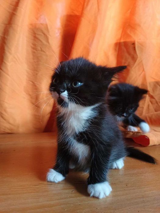 Віддам у добрі руки: чорно-білі кошенята-дівчатка шукають родину!