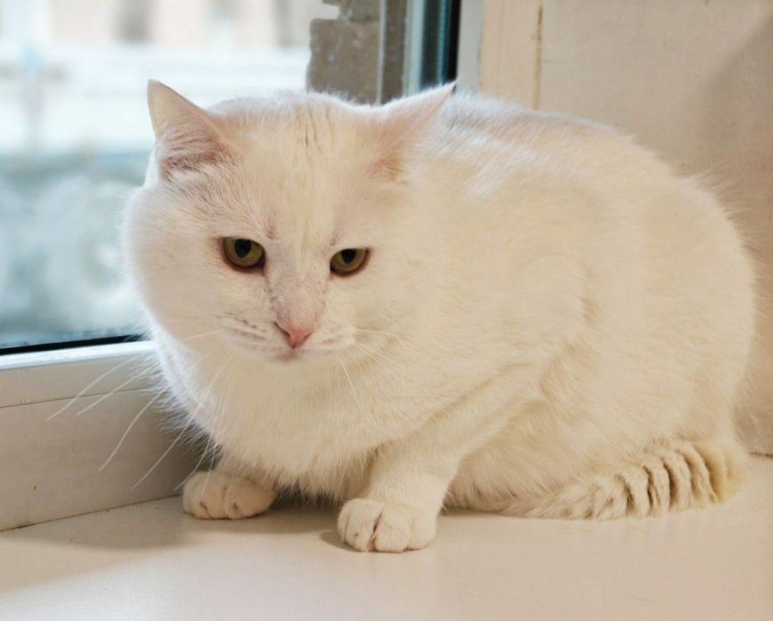 Тепло і затишок вашої оселі, котик Пончик 1 рік