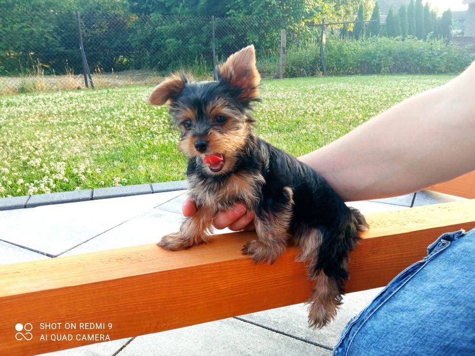 Yorkshire Terrier Suczka Tina