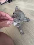 Chihuahua Russo macho miniatura lilac tan