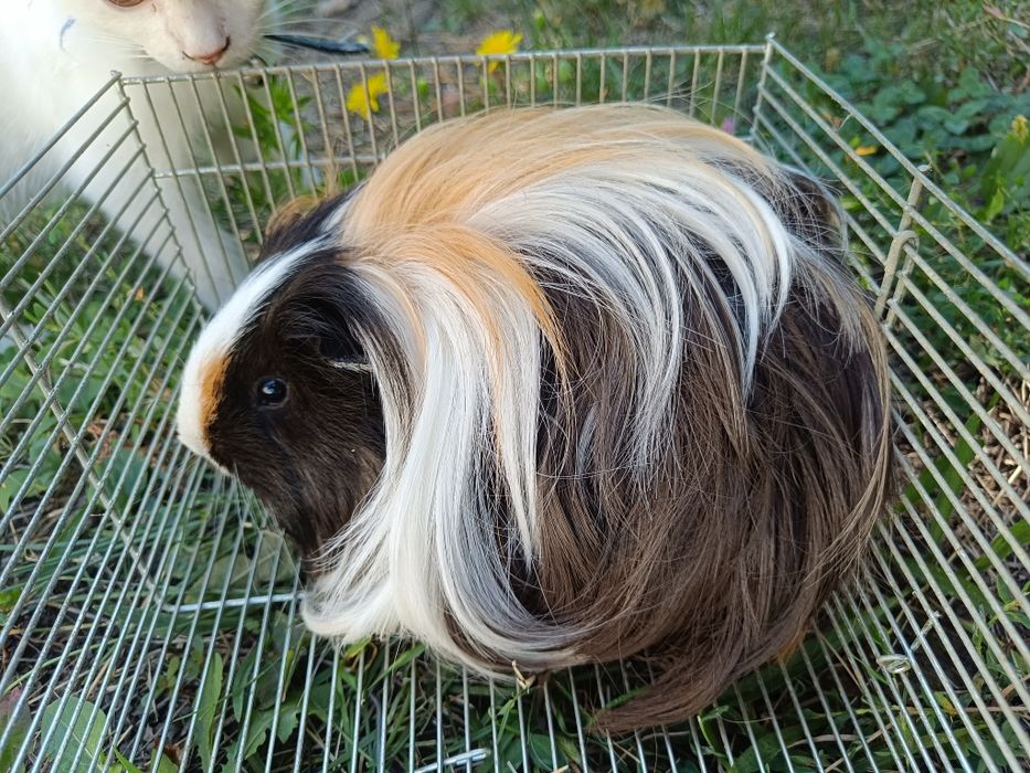 Грызун свинка длинношерстный