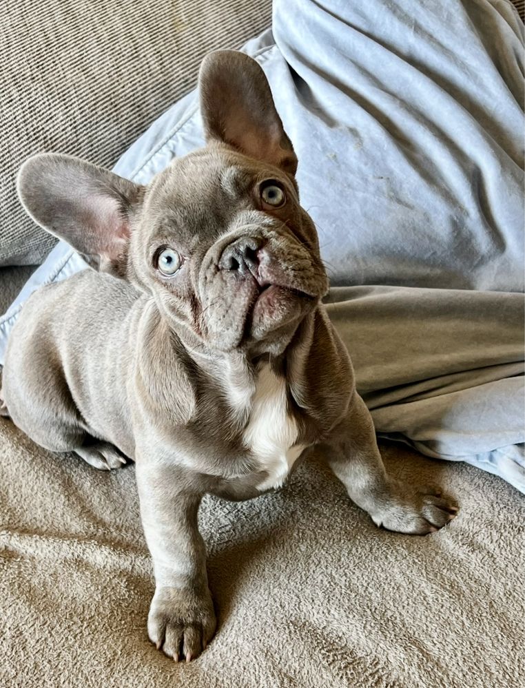Buldog francuski lilac liliowy lilak nie blue niebieski