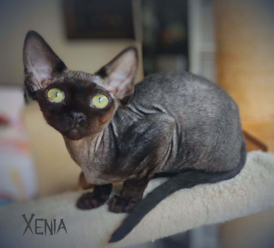 Devon rex Xenia - miniaturowa czarna pantera