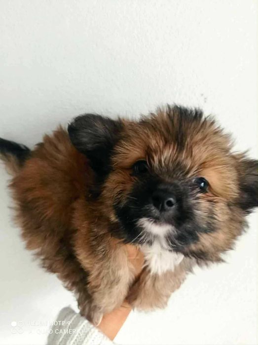 Lulu da Pomerania acasalamento acidental com Yorkshire Terrier