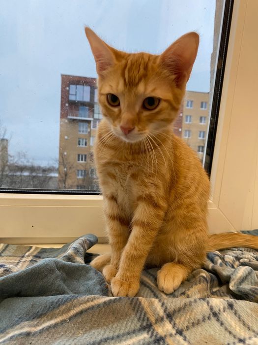 Кошеня ніжне і грайливе