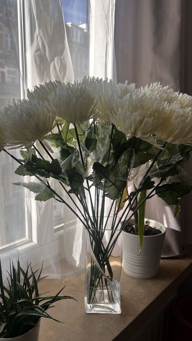 Bukiet 20 sztuk wysokich, nowych chryzantem w kolorze białym