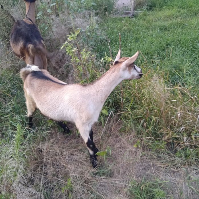 Продам кізоньку-альпійку Камілу