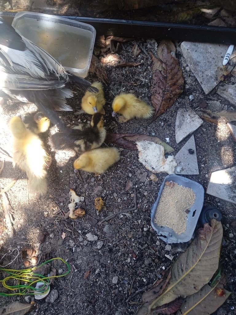 Patos mudos/ ovos  craidos ao ar livre