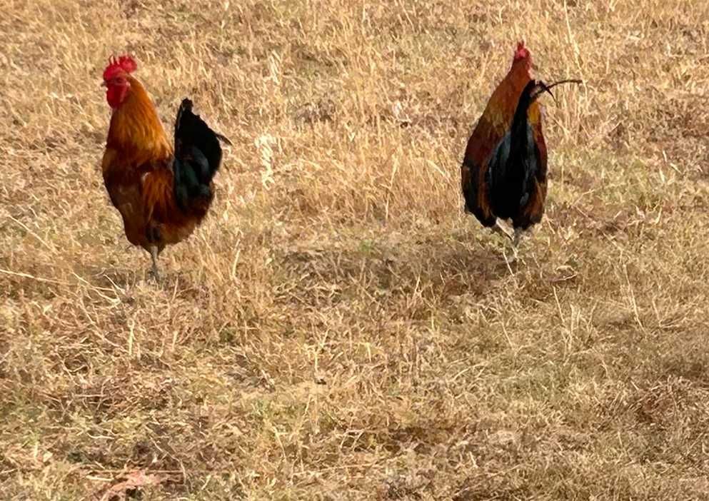 Galos caseiros criados no campo