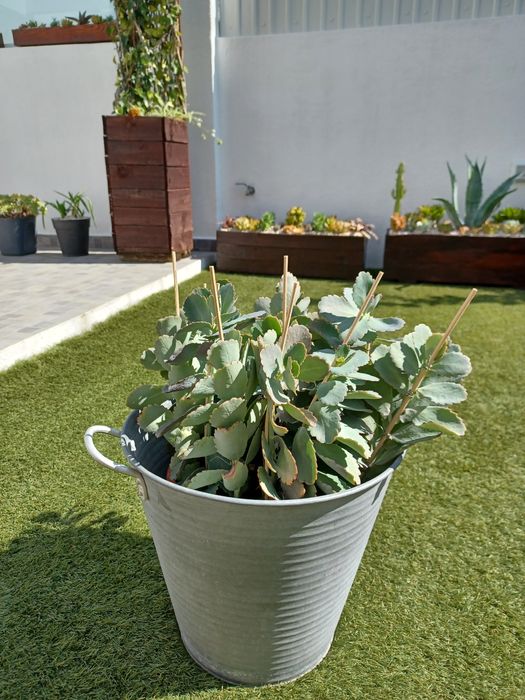 Cactus suculenta - Kalanchoe fedtschenkoi [Pé 25cm]