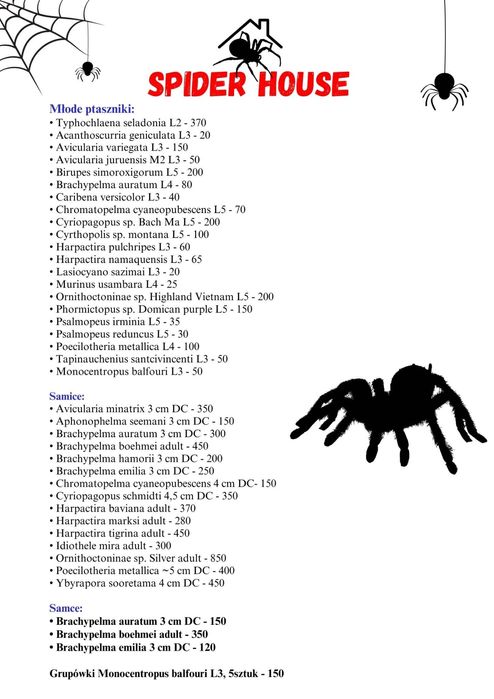 Typhochlaena seladonia L3 ptasznik brazylijski klejnot