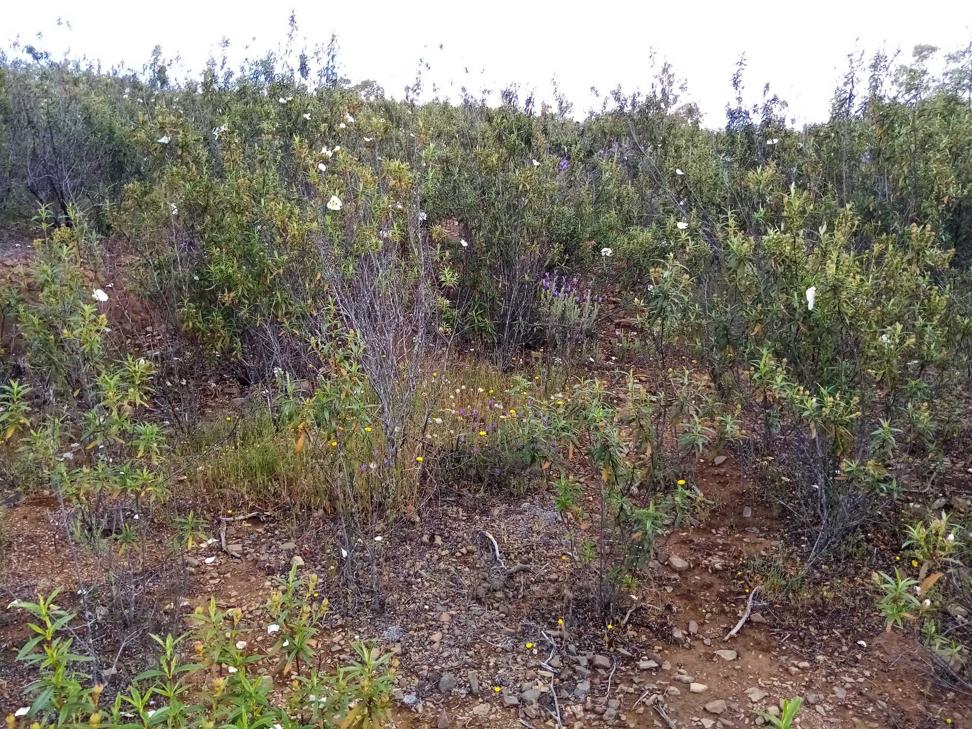 Vende-se terreno com barragem junto à estrada em Corte Serrano, 5456m2
