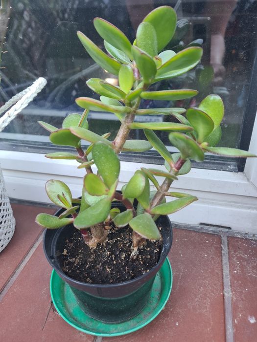 Grubosz  drzewko szczęścia