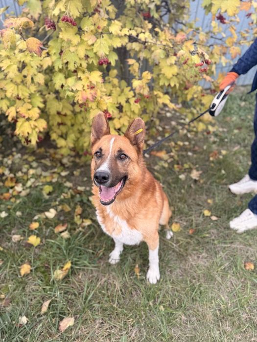 Песик Макс шукає родину