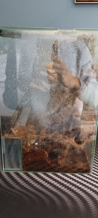 Poe Regalis 6DC z Terrarium