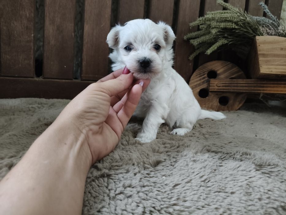 Bichon Maltês branquinho
