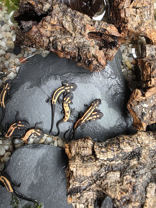 Rarytas Laotriton laoensis CB25 dla koneserów