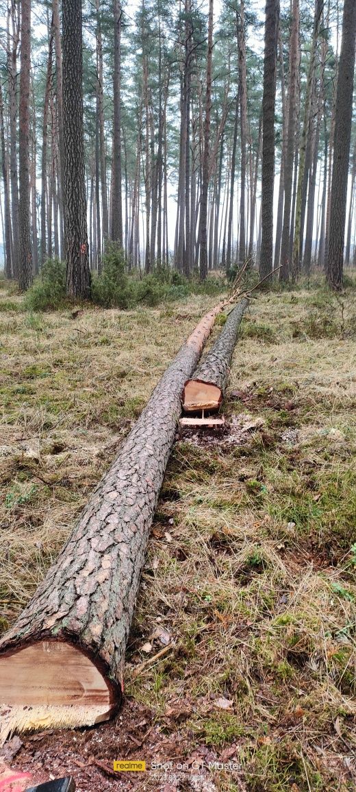 Usługi-Wycinka Drzew-Koszenie Trawy-Renowacje