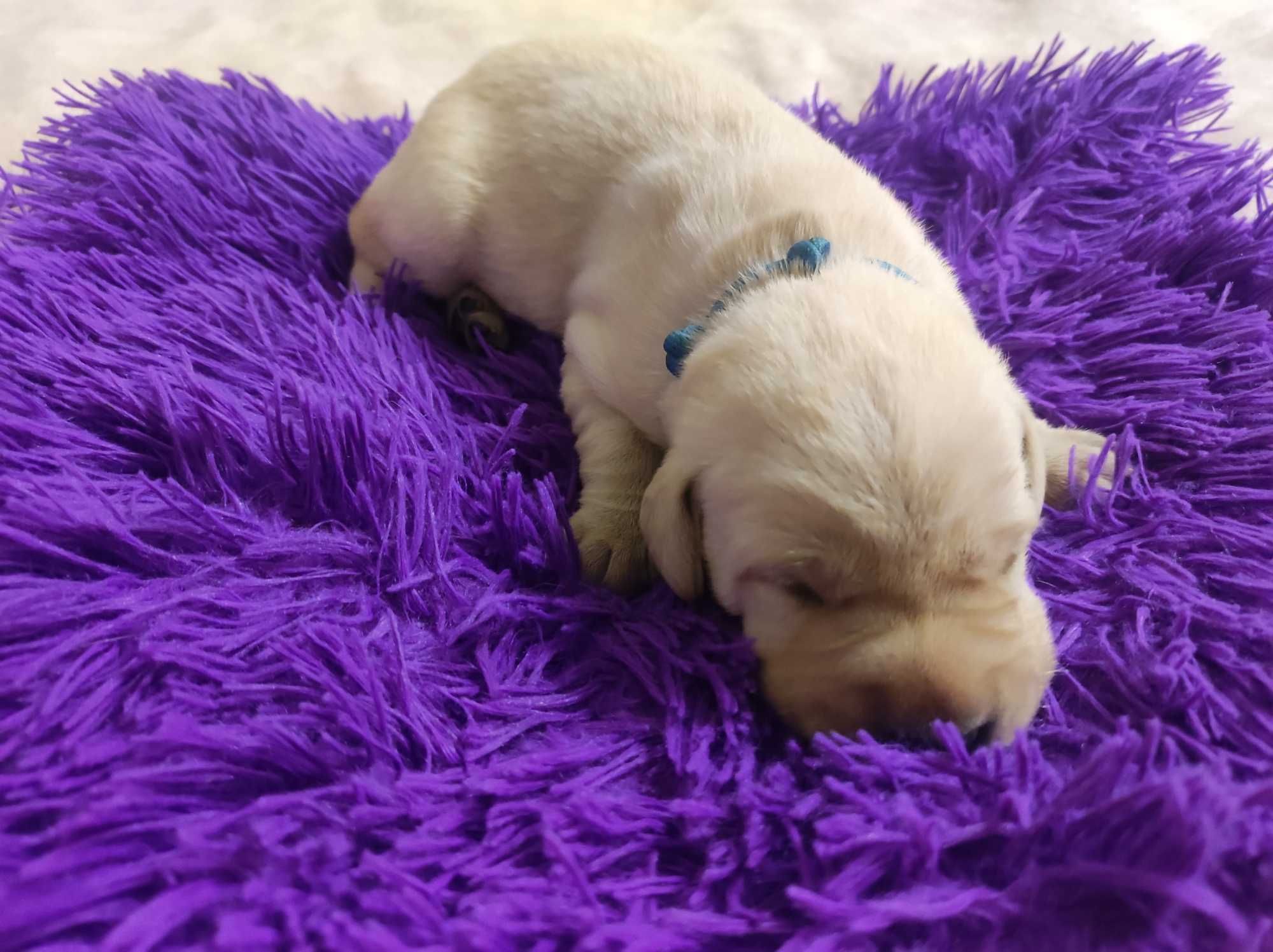 już są Labrador LABIK Retriever - badania genetyczne i RTG