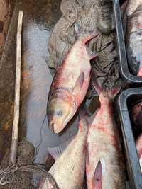 Жива риба продаж товстолоб