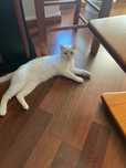 Gato 11 meses branco castrado muito meigo