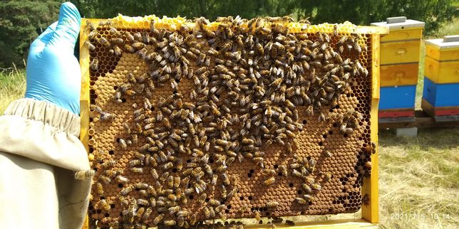 Odkłady pszczele na ramce wielkopolskiej, pszczoły, miód, pyłek