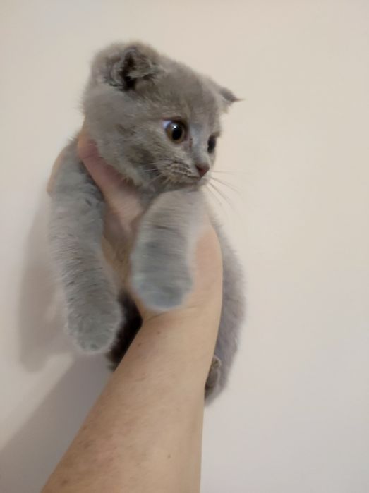 Кошеня, коти висловухі, 3 міс