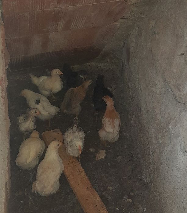 Ovos galandos de várias cores