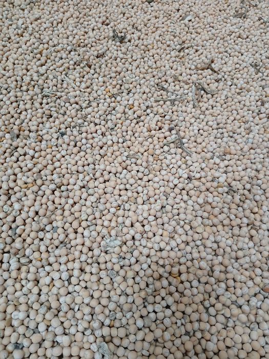 Groch na poplony lub pasze