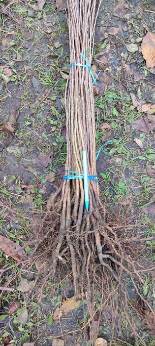 Продам подвой жардель,груша,алича,айва,антипка,ММ106,М9,міндаль