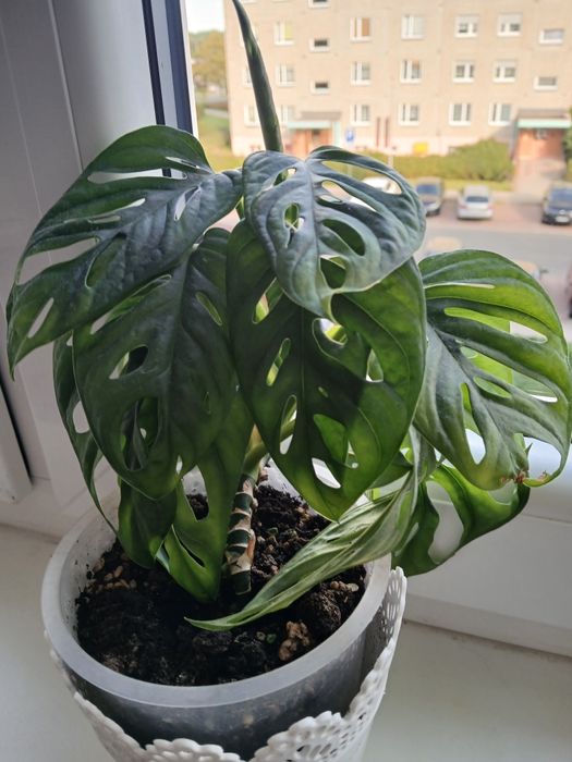 Monstera albo trzykrotka