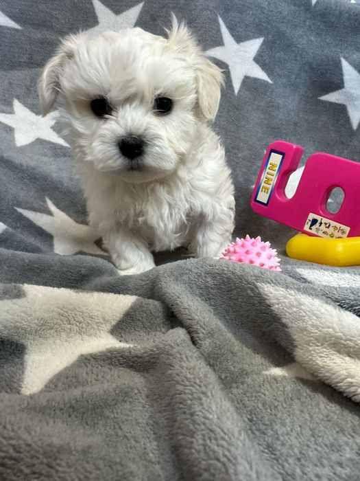 Maltańczyk szczeniaczek