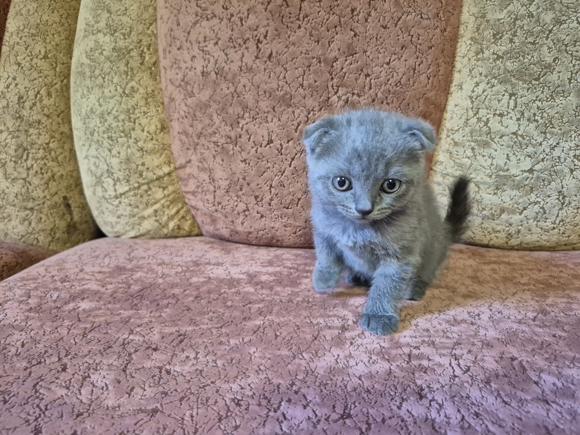 Котенята Шотландці