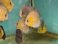 Discus Wild Red/Rose  Nhamunda Lago Turere