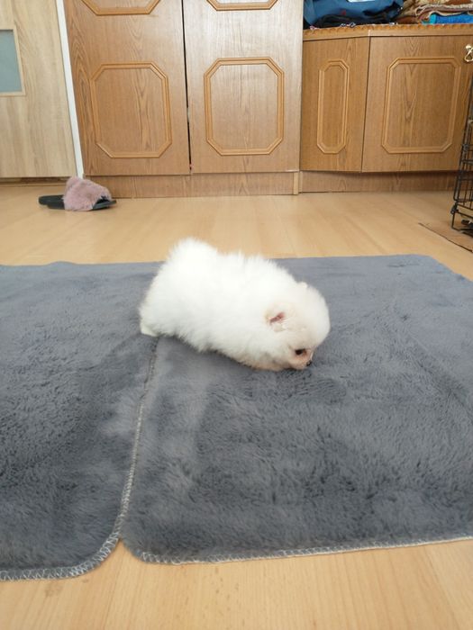 Szpic miniaturowy pomeranian chłopak xxs