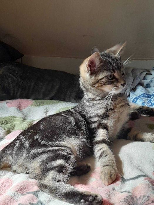 Kocurki 3,5 miesięczne  bardzo ze sobą zżyte,do adopcji razem.