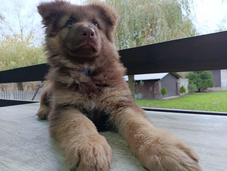 Owczarek Niemiecki Czekoladowy Szczeniak