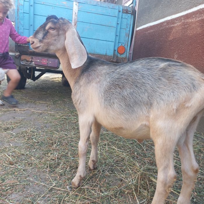 Шукають домівку англонубійські кози , козенята та цапи