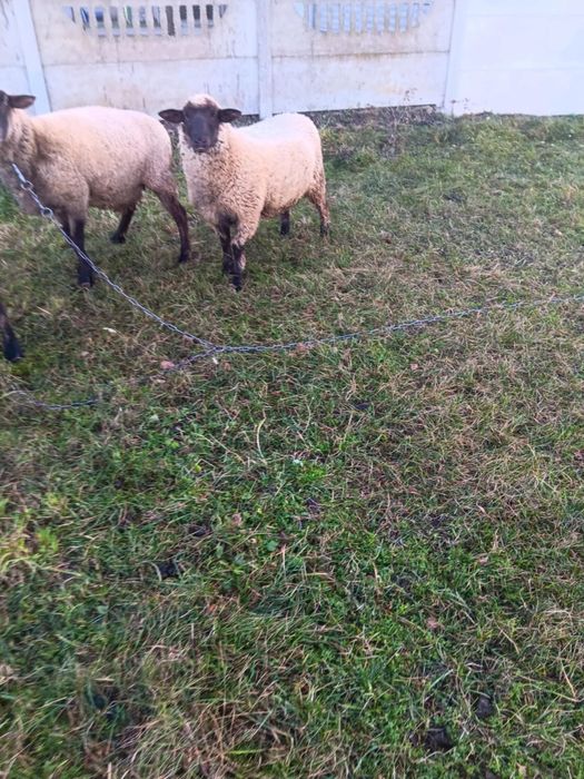 Sprzedam barana czarnogłówkę