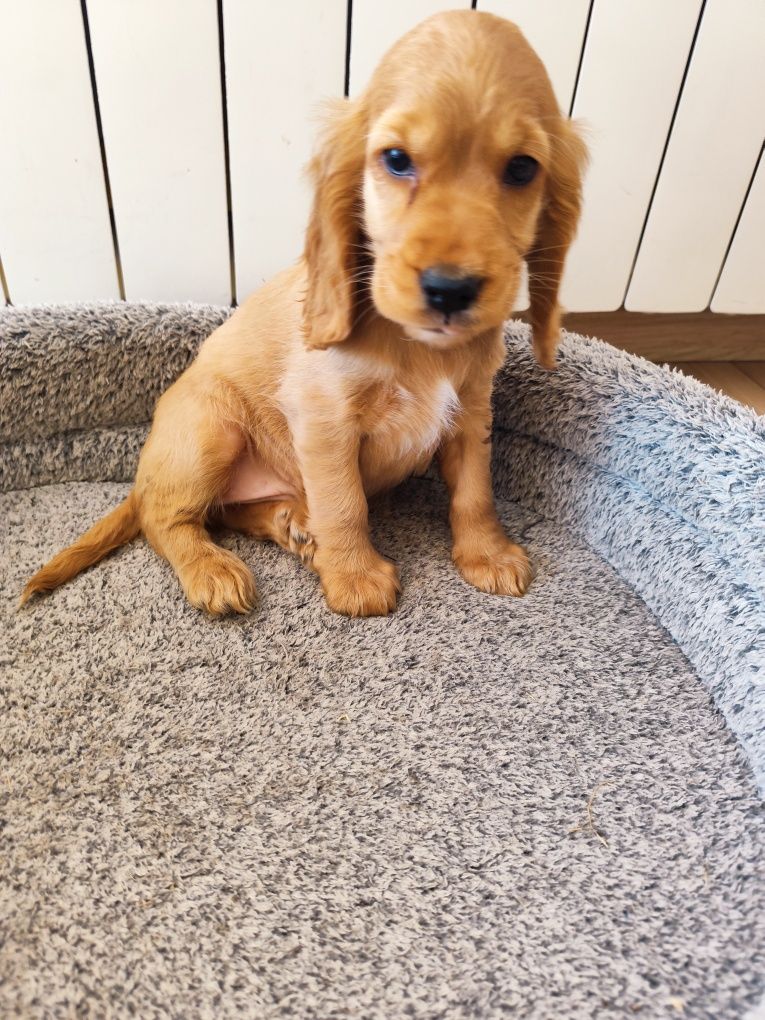 Suczka Cocker spaniel