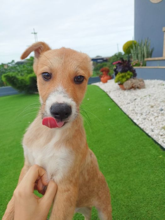 Cão bebé para adoção