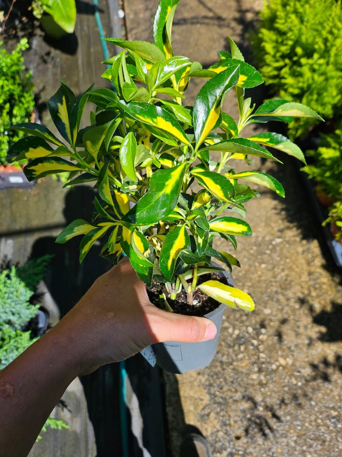 Várias plantas ,