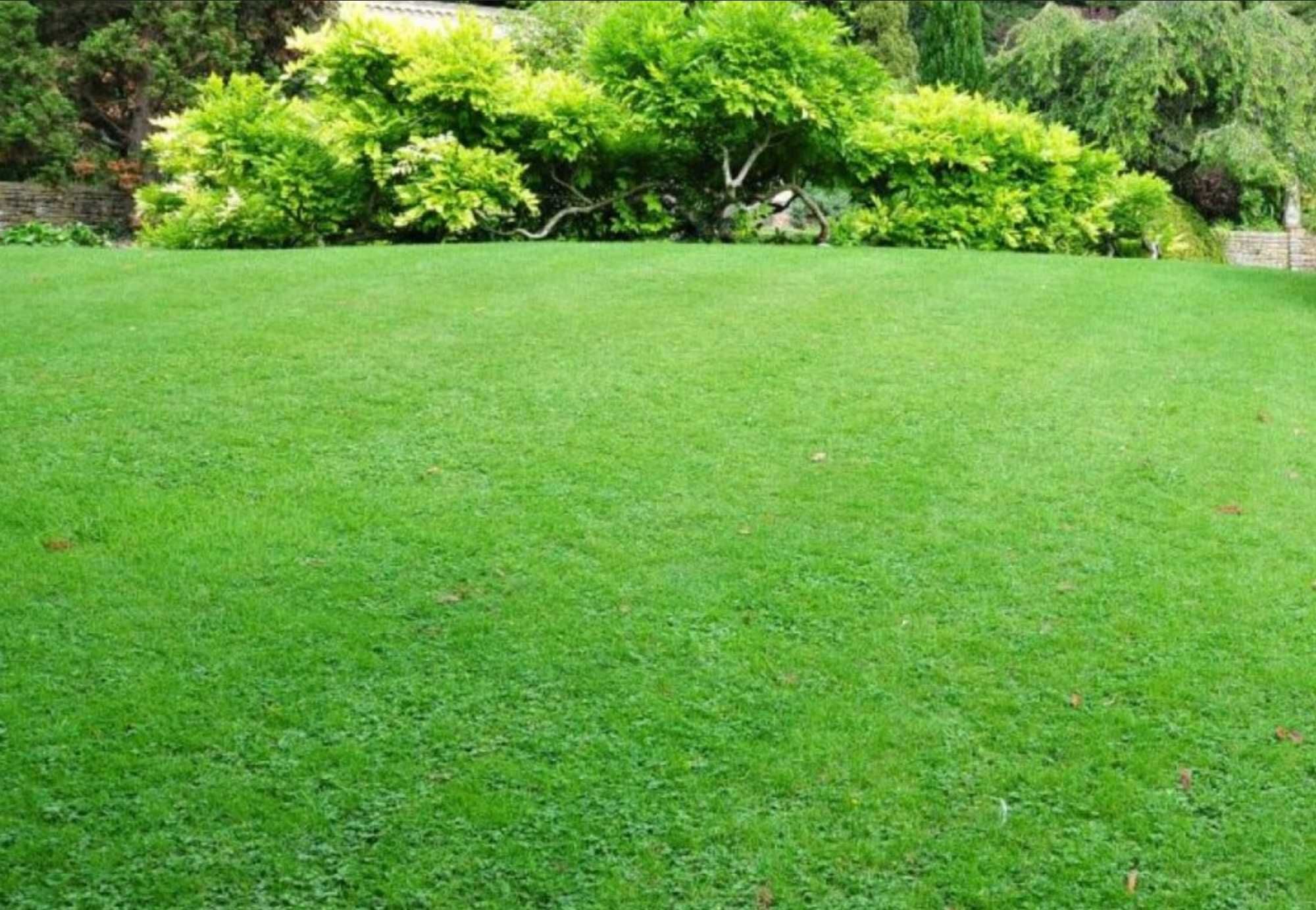 Aerator Wertykulator spalinowy 3W1 10KM RIWALL PRO RPV 4058 2 Wałki