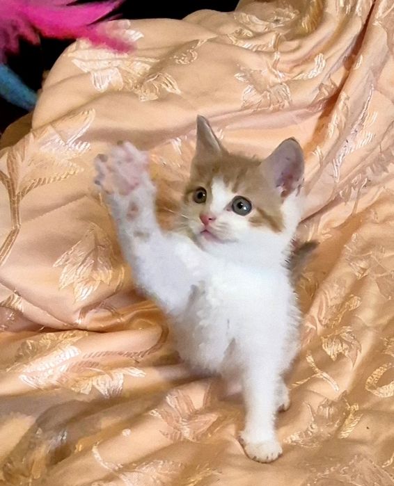 Кошенята-хлопчики у пошуку родин