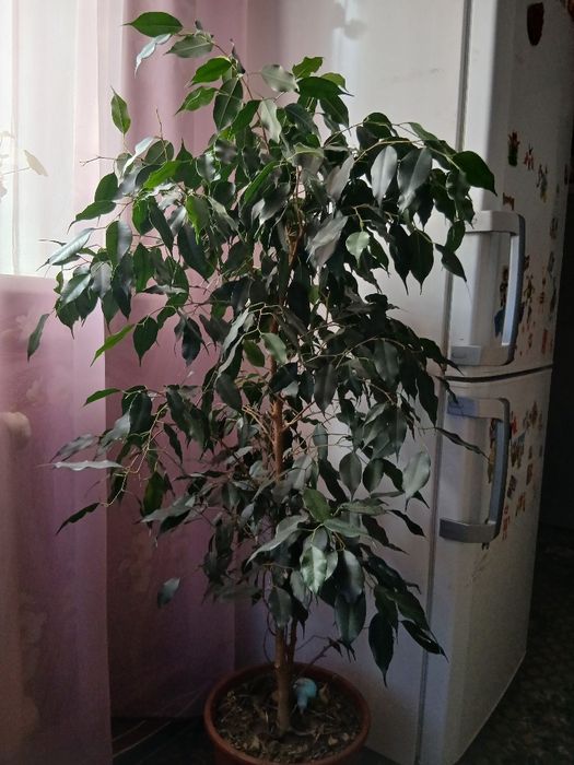 Продам Фікус Бенджамін