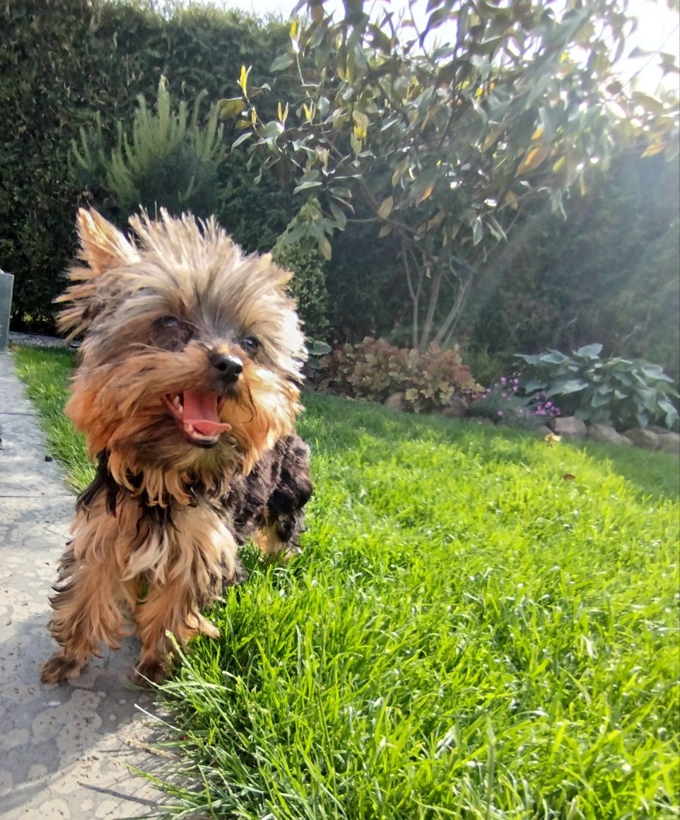 Yorkshire terrier