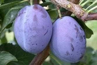 Śliwka -Drzewko owocowe